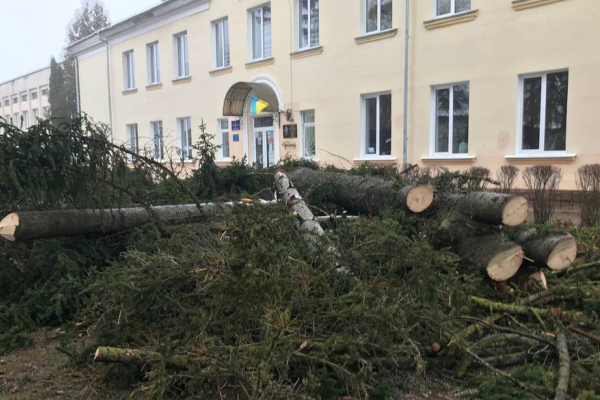 Скандал: возле школы в Тернополе вырезали елки. Выпускники обратились в суд