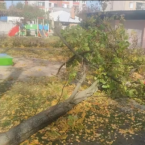 В Тернополе дерево убило человека