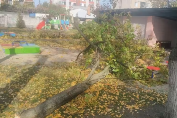 В Тернополе дерево убило человека
