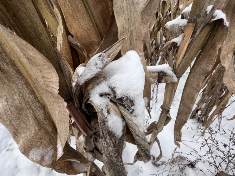 Обмолот кукурузы зимой : почему стоит сделать анализ зерна