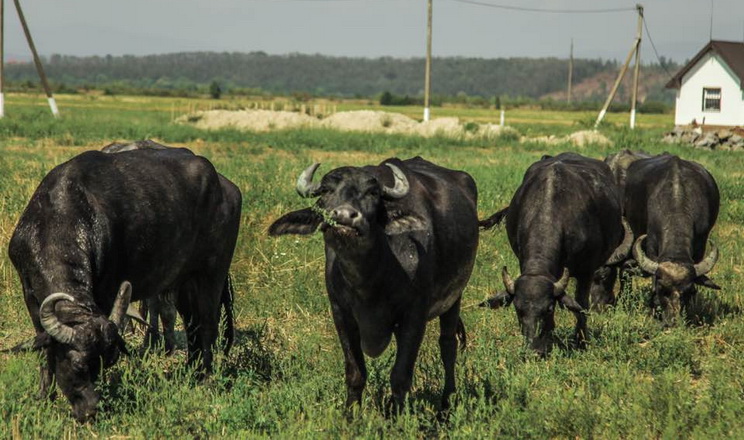 Украина будет импортировать буйволов и коз из Чехии