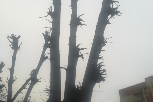 « Омоложение как уничтожение, - тернопольский экоактивист об обрезке деревьев в городе