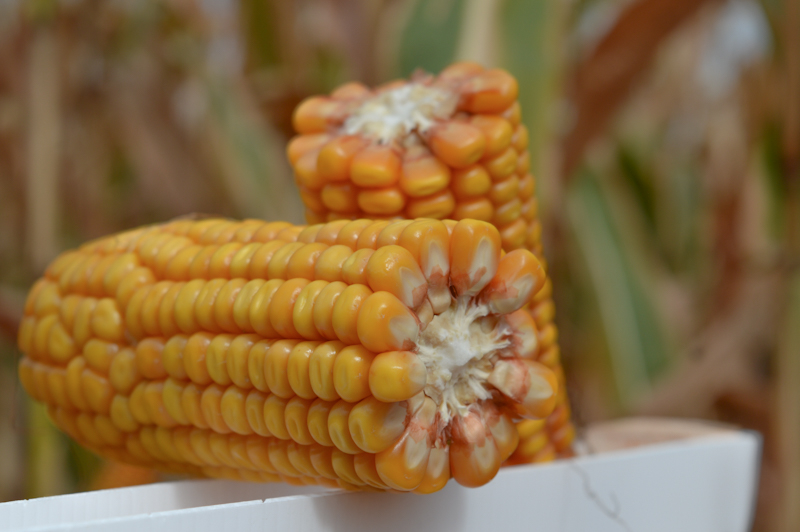Основные требования к качеству посевного материала кукурузы