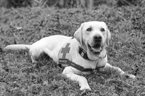 Прощай, Бим : умер первый служебный пес тернопольских спасателей