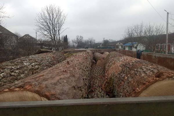 В Тернопольской области мужчины незаконно вывозили древесину на несколько сотен тысяч гривен