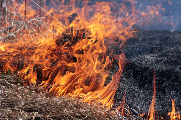 Жителям Тернопольщины напомнили об ответственности за сжигание сухой травы