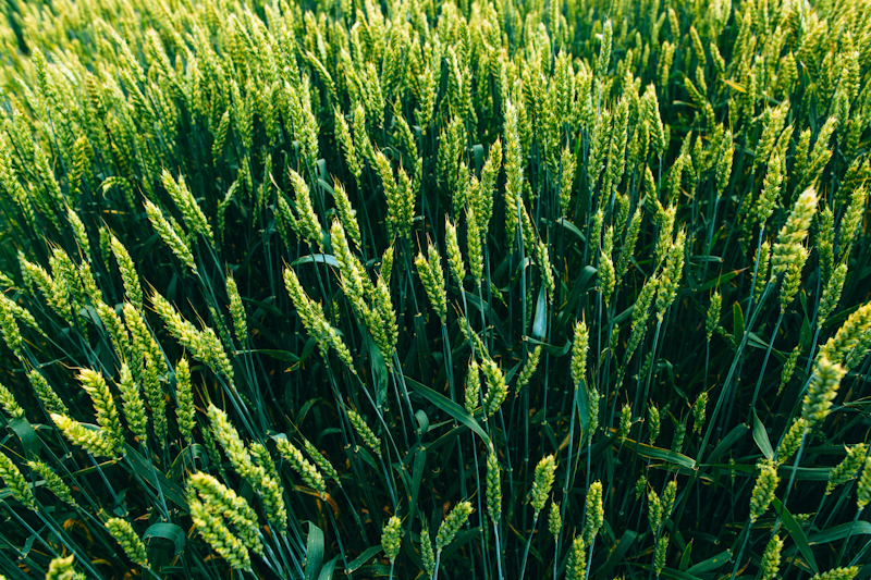 Удобрение посевов пшеницы озимой