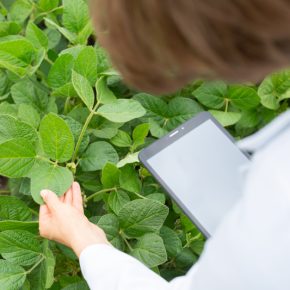 Влияние различных удобрений на продуктивность сои в разных почвенно-климатических зонах Украины