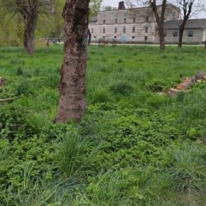 Накажут ли виновных: на Тернопольщине вырезали парк на дрова