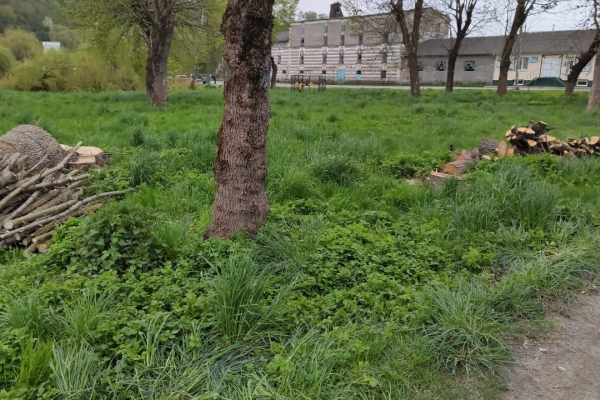 Или накажут виновных: в Тернопольской области вырезали парк на дрова