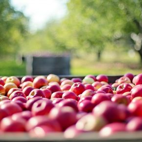 «Яблоневый сад» планирует перерабатывать яблоки третьей категории
