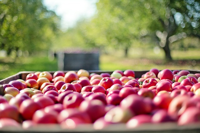 «Яблоневый сад& планирует перерабатывать яблоки третьей категории