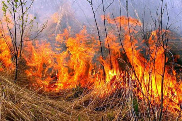 Пожар сухой травы дважды в сутки тушили спасатели на Тернопольщине