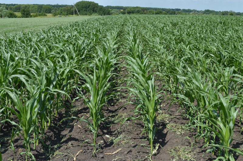 Саммит-Агро Юкрейн»: защита для формирования хорошего урожая кукурузы — 2023