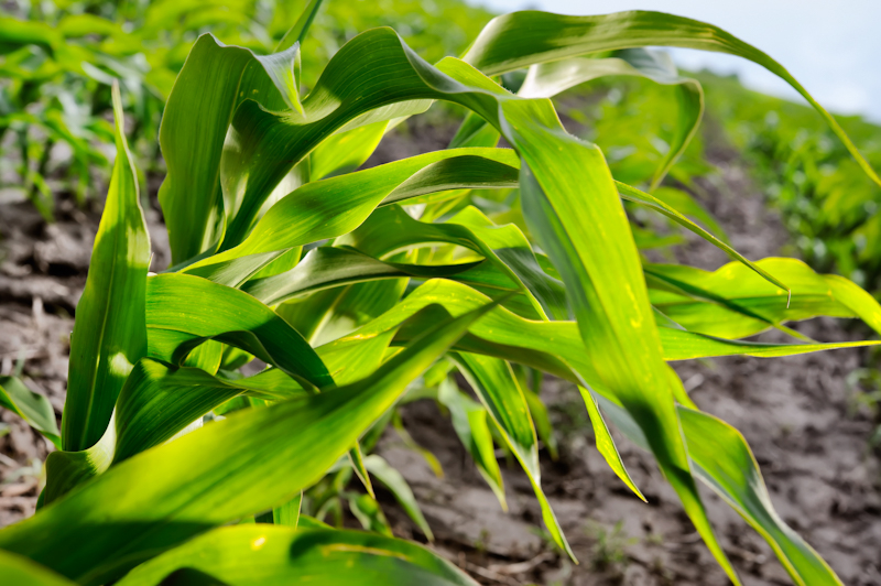 « Саммит-Агро Юкрейн: защита для формирования хорошего урожая кукурузы - 2023