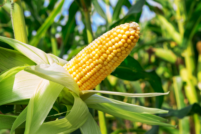 « Саммит-Агро Юкрейн: защита для формирования хорошего урожая кукурузы - 2023