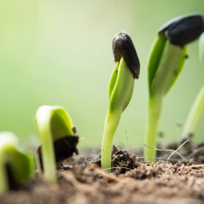 Syngenta предложит новые решения в сегменте биопродуктов для защиты семян и здоровья почв