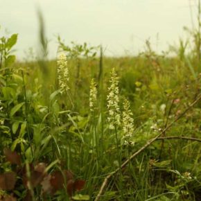 В Киевской области нашли участок, где растут сотни диких краснокнижных орхидей