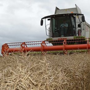 Установлен мировой рекорд урожайности озимого рапса
