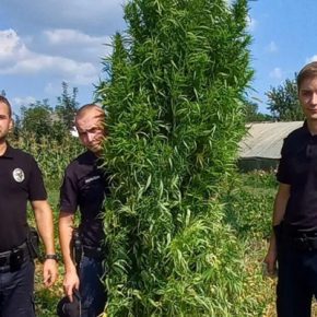 Житель Тернопольщины обустроил наркотическую плантацию в кукурузе