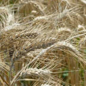 Методика определения хозяйственной урожайности зерновых культур