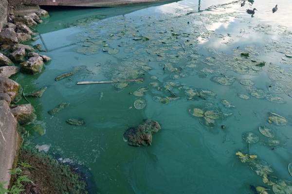 В Тернополе на пруду ужасная вонь и зеленая вода: водоем снова цветет