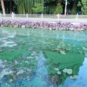 В Тернополе на пруду ужасная вонь и зеленая вода: водоем снова цветет