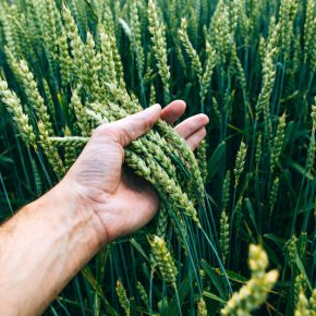Применение регуляторов ростовых процессов на зерновых культурах