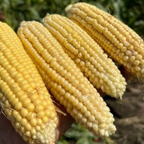 Corteva Agriscience увеличила количество выращиваемых в Украине семенных гибридов