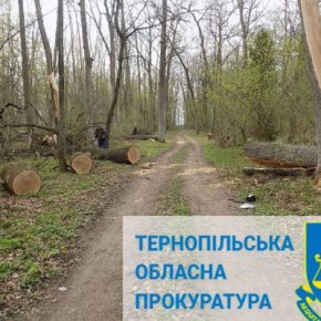Лесхоз в Тернопольской области должен возместить 160 тыс грн за незаконно срубленные деревья