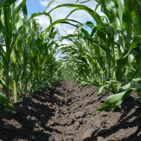 Производительность кукурузы в зависимости от систем обработки и удобрения