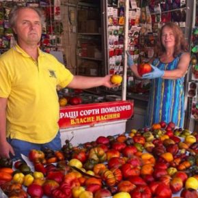 Огородники из Тернопольщины выращивают и продают семена 800 сортов помидоров