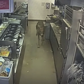 Олень зашел в ресторан во время обеда, заставляя посетителей разбежаться