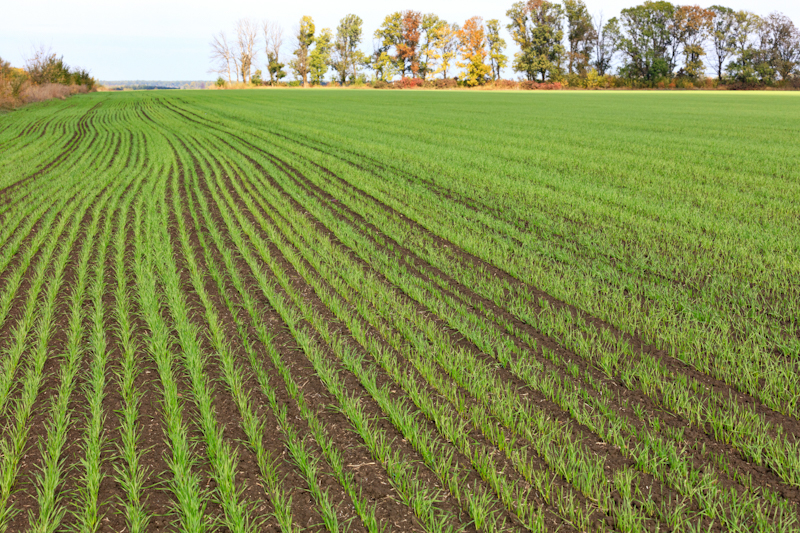 Основные технологические факторы за посев озимых зерновых культур
