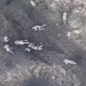 «Раздаем кафирам бесплатные билеты на концерт Кобзона, без СМС и регистрации»! - штурмовая бригада «Лют»