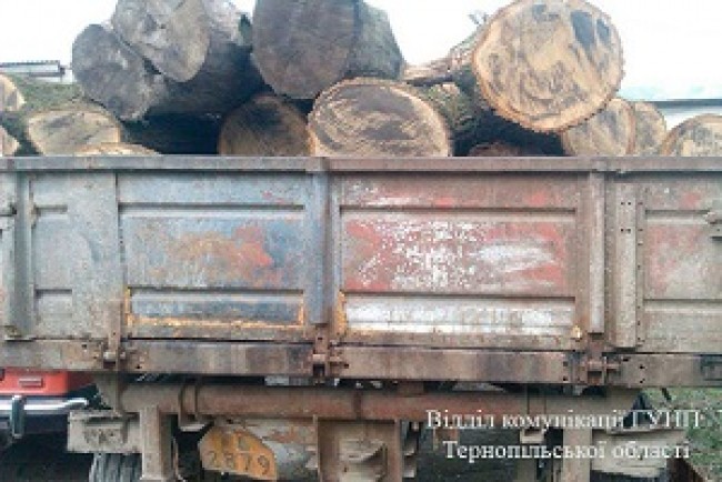 Три факта порубки деревьев зафиксировали правоохранители в Тернопольской области