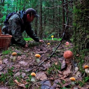 Жители Тернопольщины во время сбора грибов нашли взрывчатку