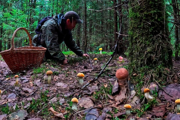 Жители Тернопольщины под время сбора грибов нашли взрывчатку