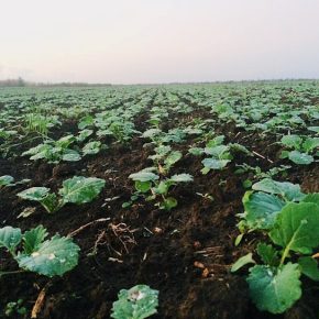 Как минимум 10–15% посевов озимого рапса не доживут до весны – эксперт