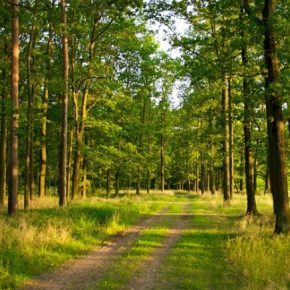 Как не заблудиться в лесу: советы тернопольских спасателей