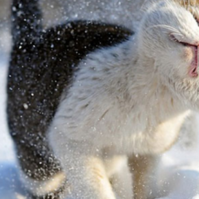 Когда ждать снега в этом году