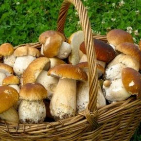 Потребительский рынок: ко времени – грибной сезон