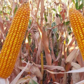 Стратегия выращивания кукурузы: время корректировок
