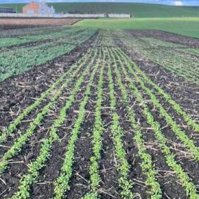 В Украине появилась новая озимая культура