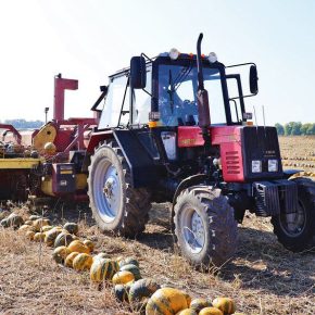 Выращивание тыквы позволяет получить 650-700 долларов с гектара