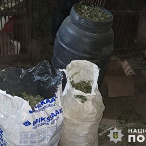 Житель Херсонщины на Тернопольщине выращивал плантацию конопли