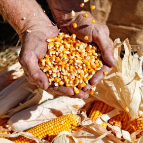 Факторы, влияющие на оптимальный показатель влажности зерна кукурузы
