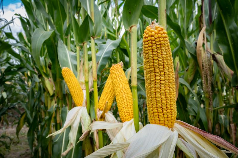 Причиняющие факторы на оптимальный показатель влажности зерна кукурузы