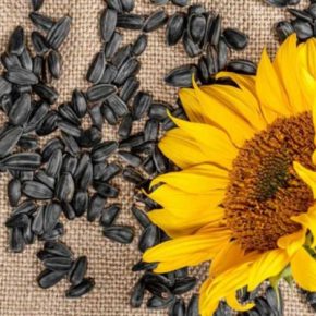 Цены на подсолнечник начали расти