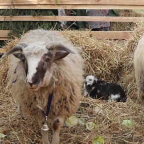В шопке на Тернопольщине родился ягненок - как символ надежды на лучшее